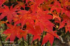 紅葉8