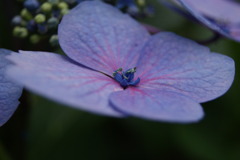 紫陽花7