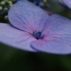 紫陽花7