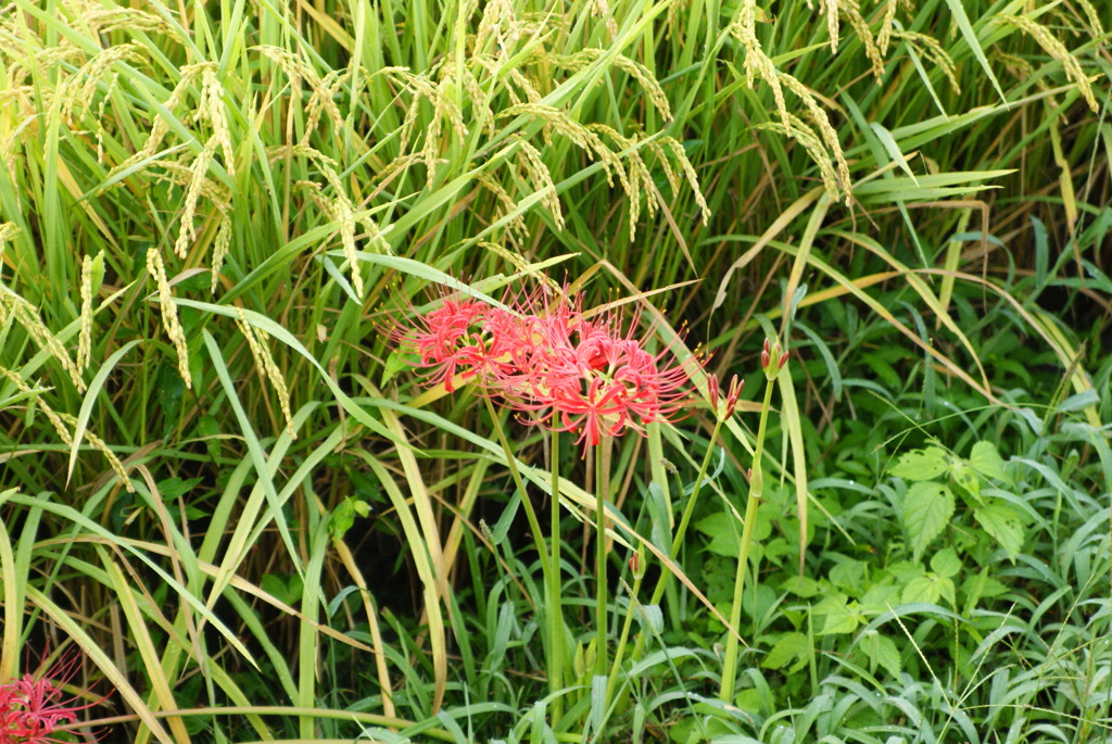 彼岸花10