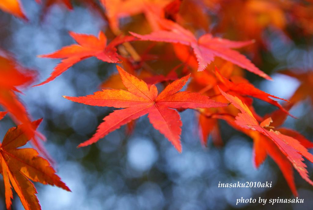 紅葉6