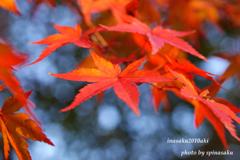 紅葉6