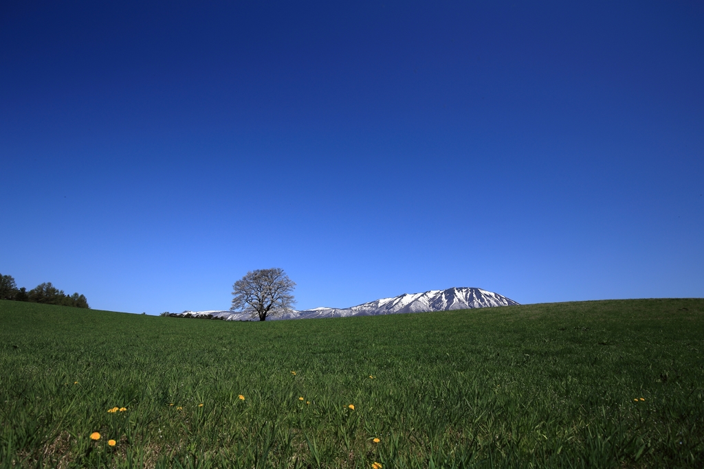 小岩井桜景 Ⅱ