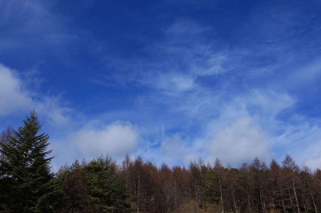 カラマツの空