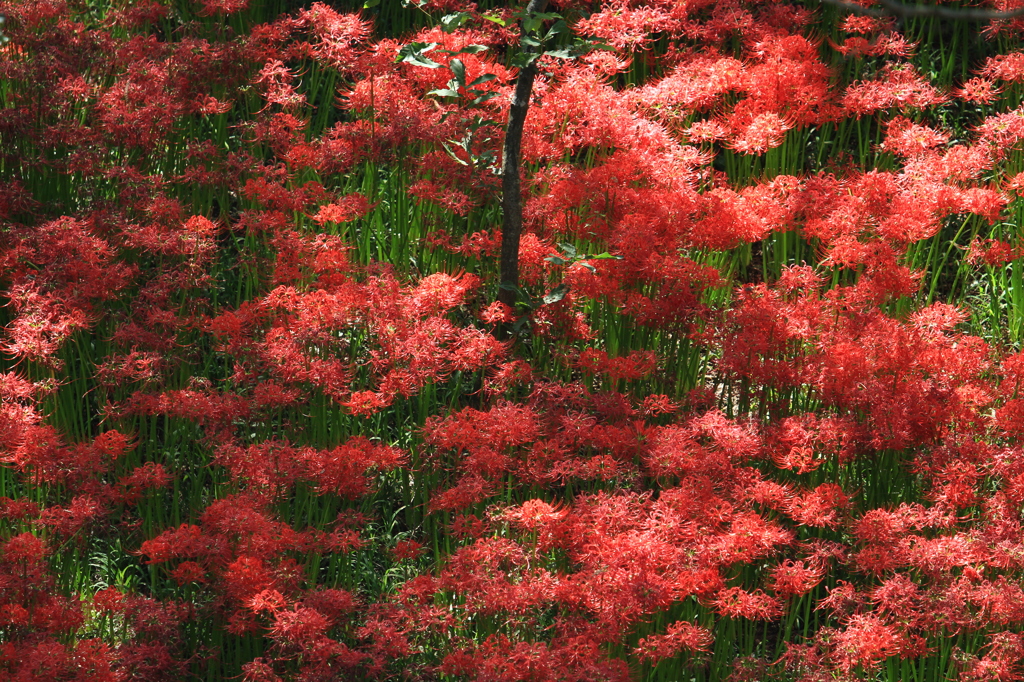 天上の花