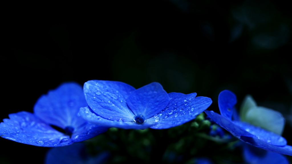 蒼の季節