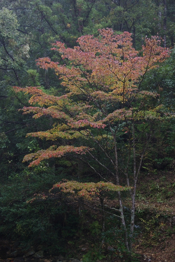 紅葉