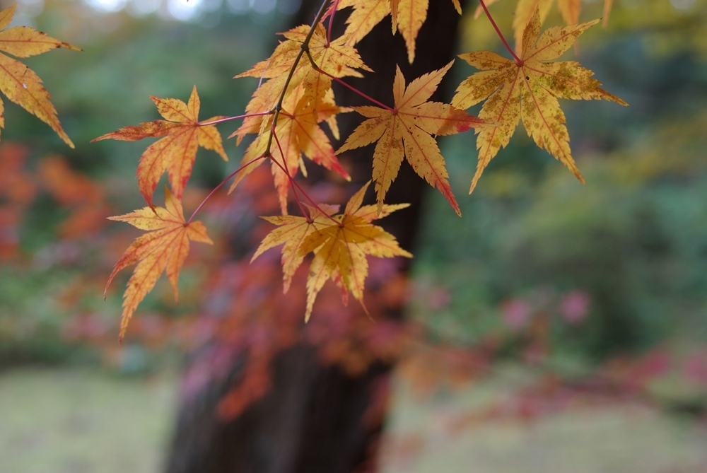 紅葉