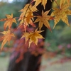 紅葉