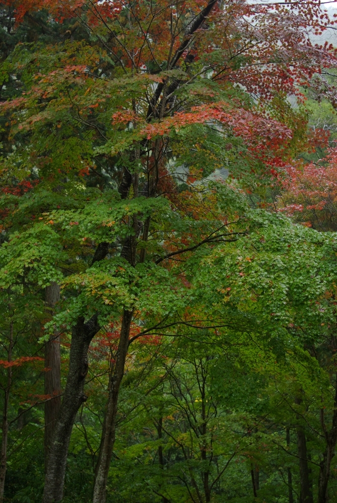 紅葉