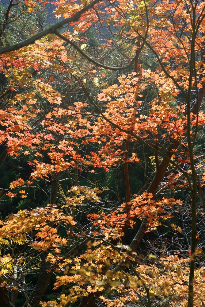 紅葉