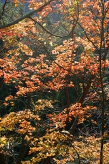 紅葉