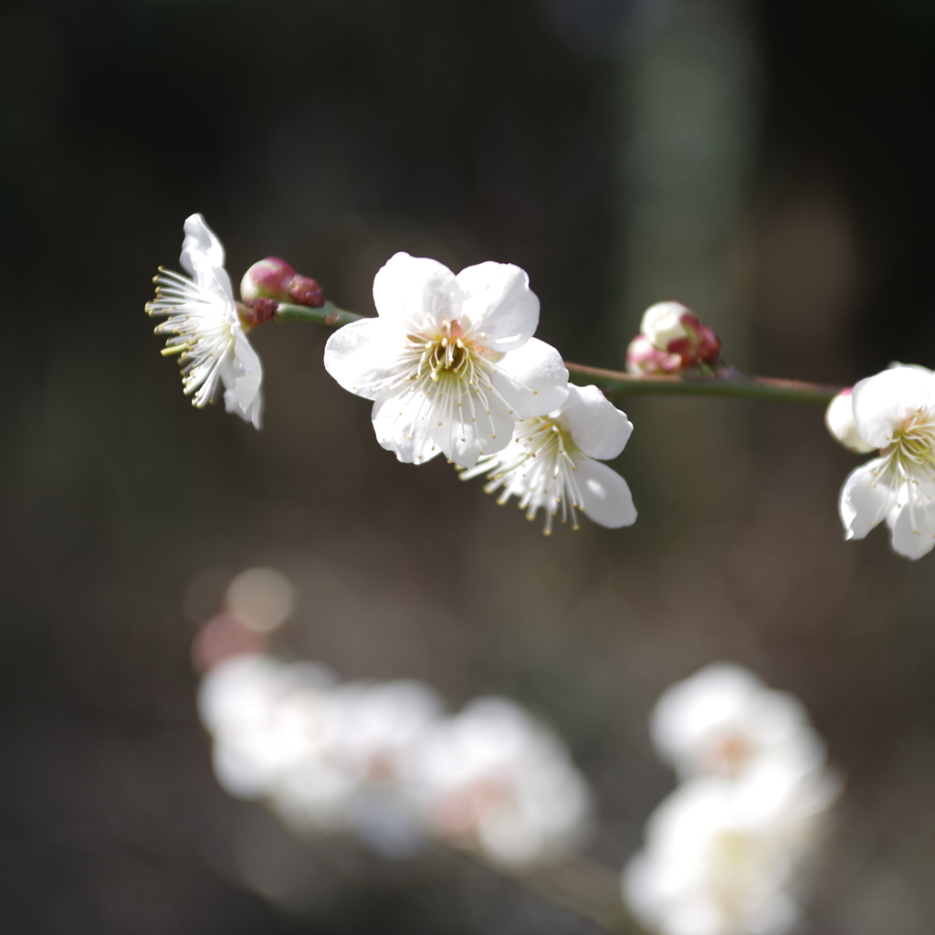 梅の花