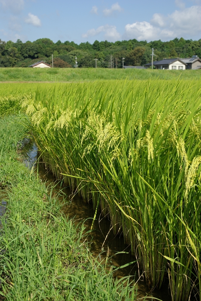 田んぼ