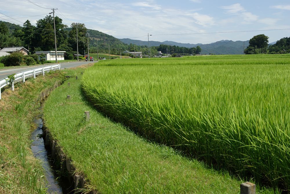 田んぼ