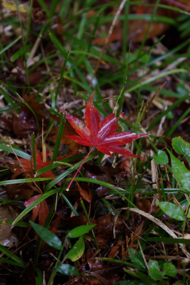 紅葉