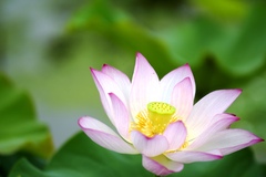 ハスの花　その3