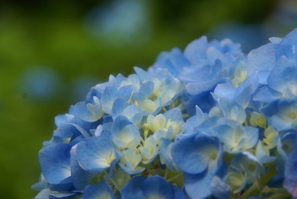 三室戸寺　紫陽花