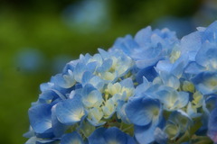 三室戸寺　紫陽花