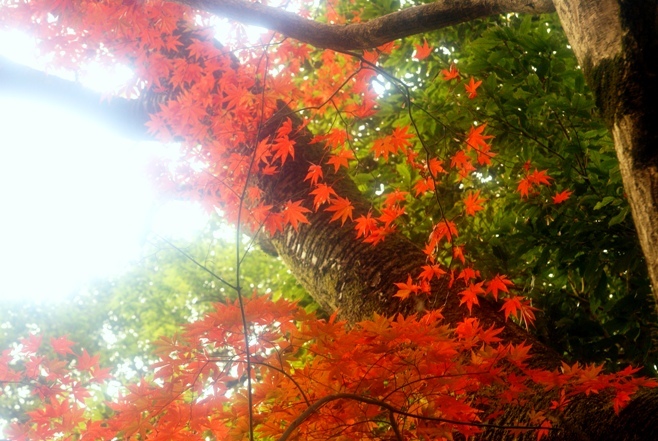真っ赤な京都