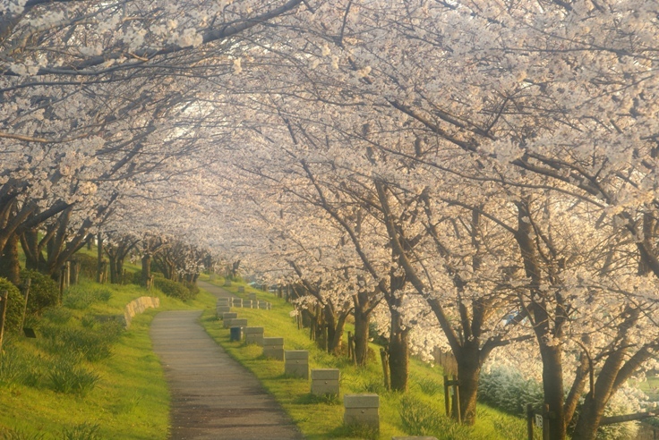 早朝の桜並木