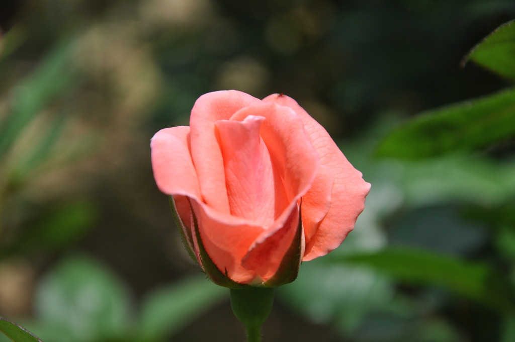 DSC_0166