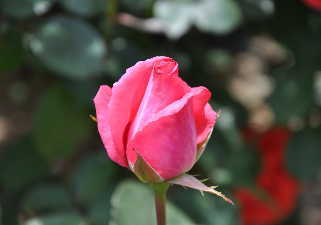 DSC_0175