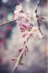 桜＠上野公園
