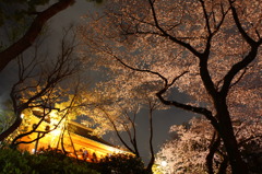 夜桜＠上野公園