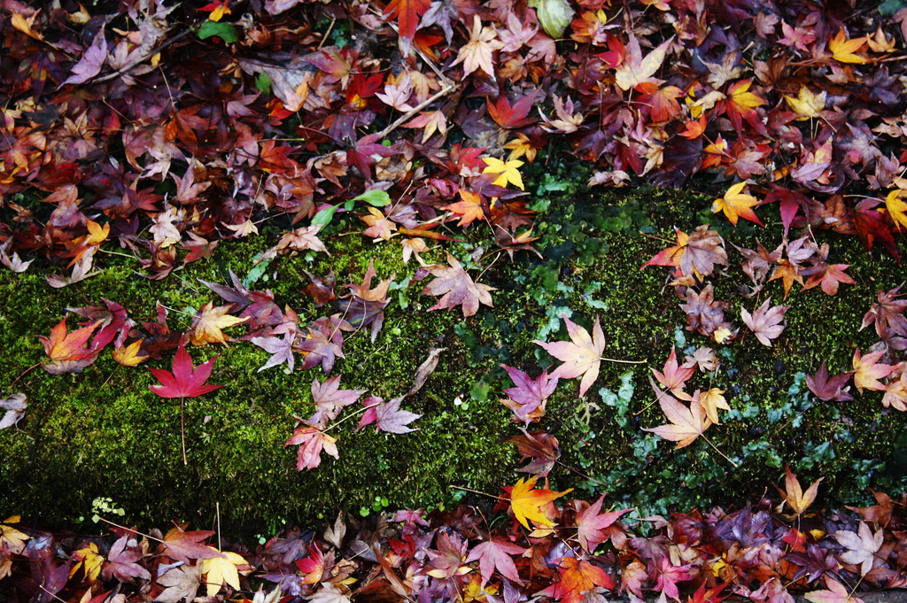 落ち葉