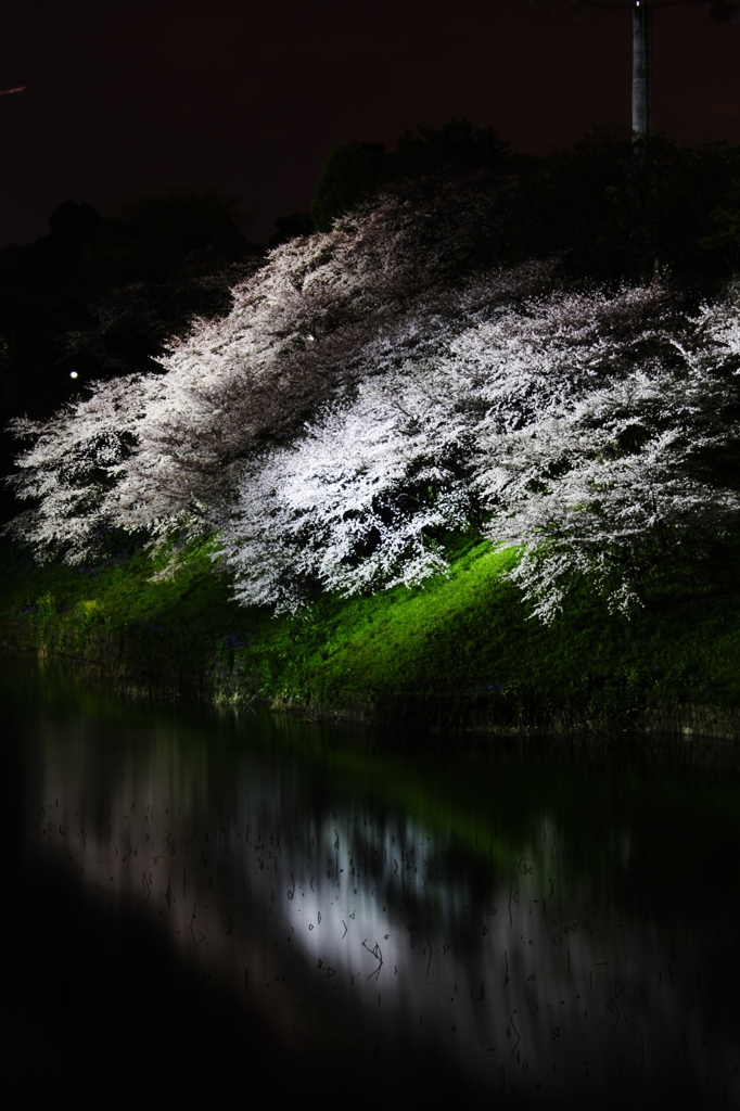 夜桜＠九段下