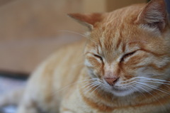 江ノ島の猫