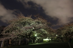 夜桜＠九段下２