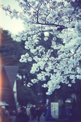 桜＠上野公園　２