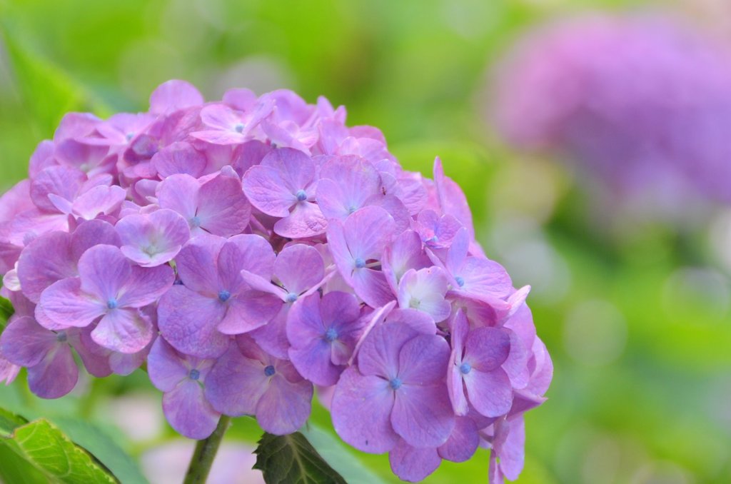 頑張る紫陽花