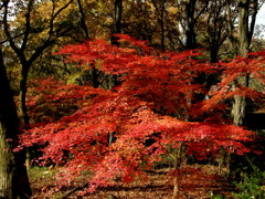 生駒の紅葉