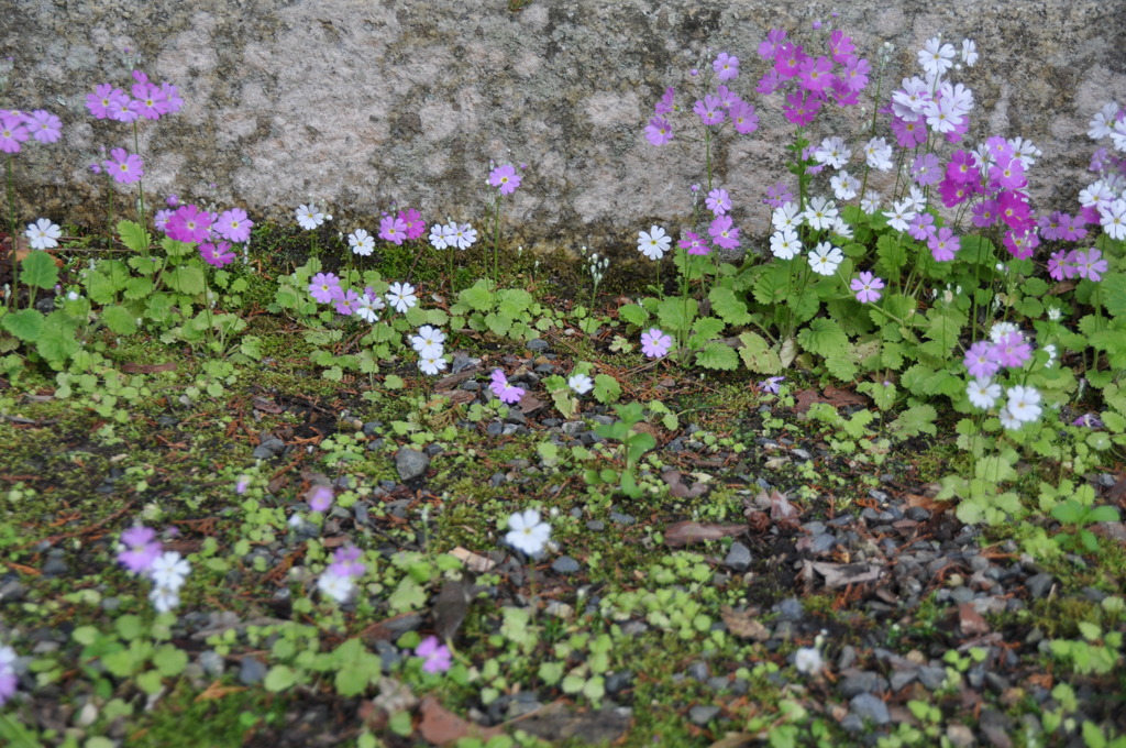 桜草