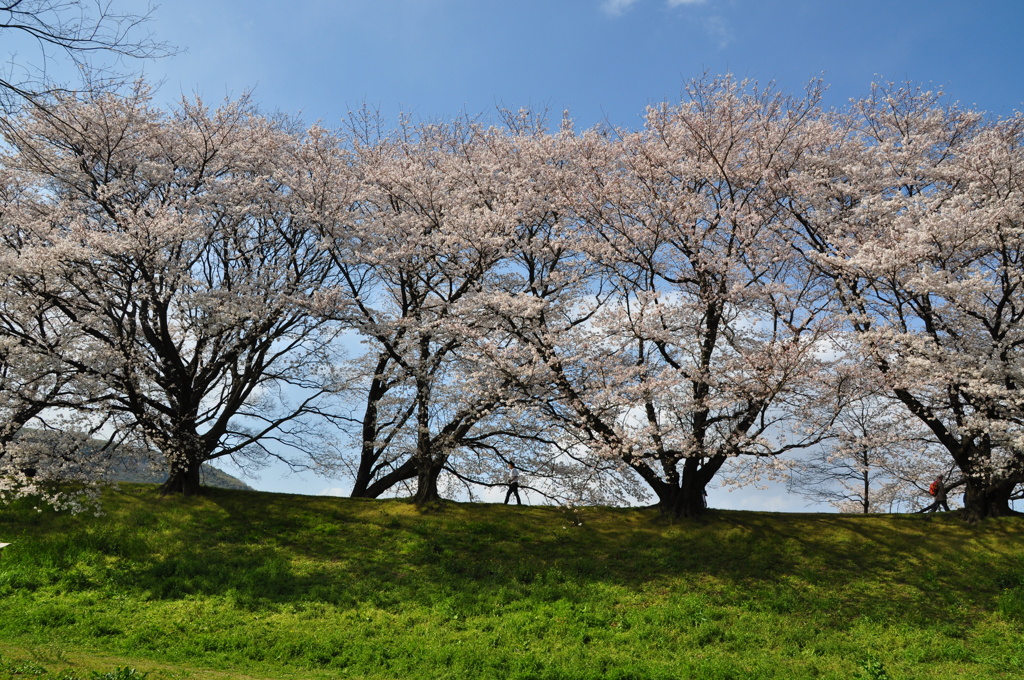 ２０１０桜