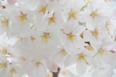 桜花