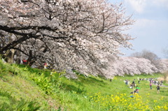 ２０１０桜