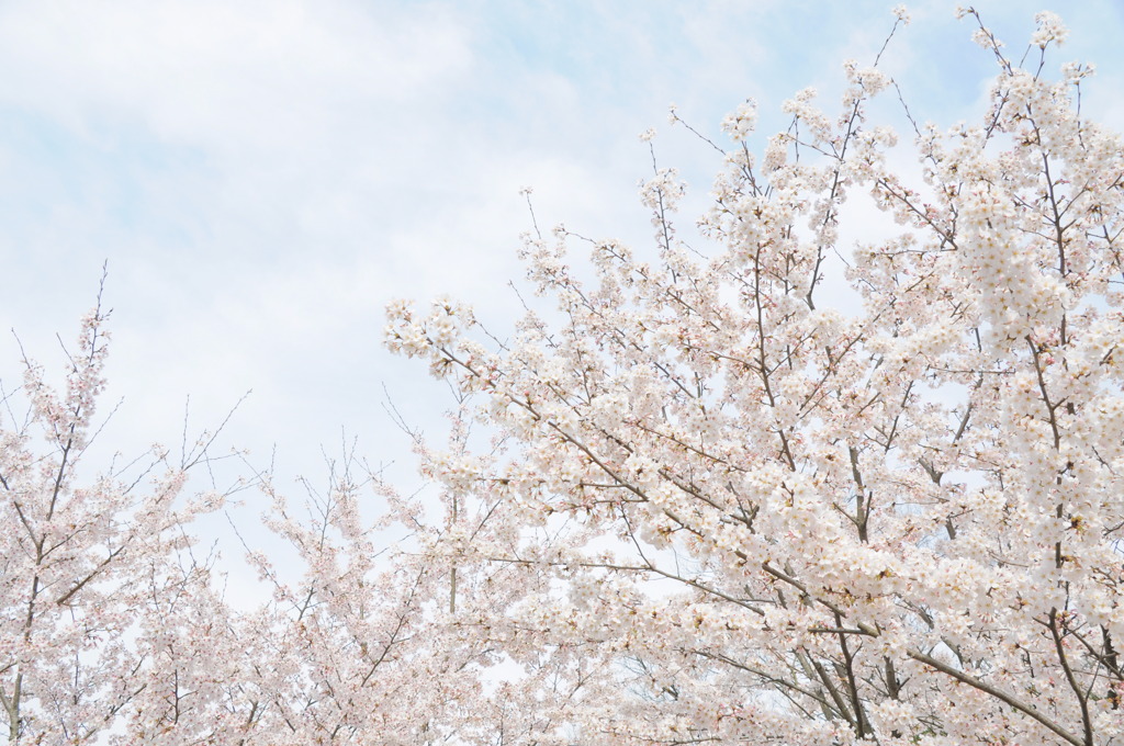 桜花