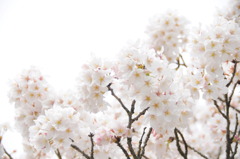 桜花