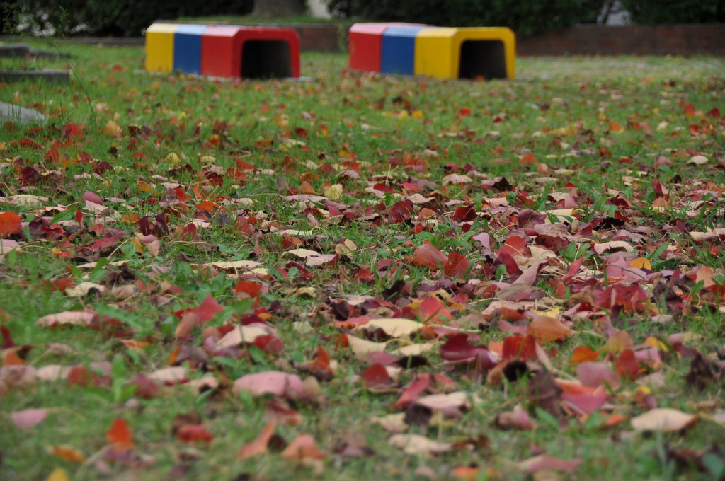 落ち葉の公園