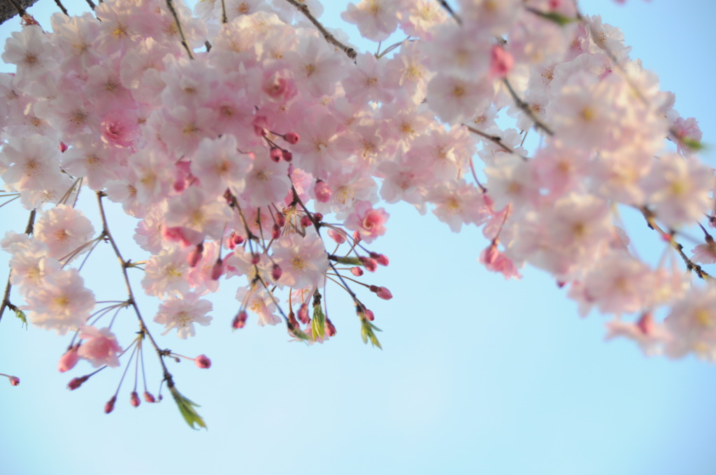 枝垂桜