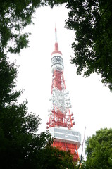 森の中から東京タワー