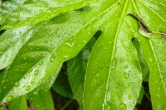 雨上がり