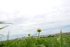 荒川の河川敷