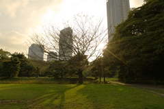 浜離宮恩賜公園