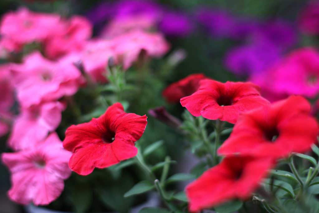 Red, Pink and Purple