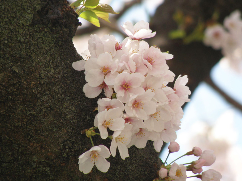 桜